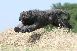 BOUVIER DES FLANDRES